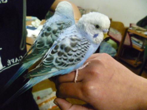 birbo